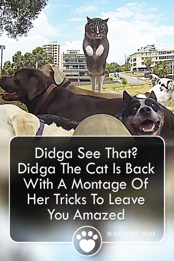 Didga See That? Didga The Cat Is Back With A Montage Of Her Tricks To Leave You Amazed