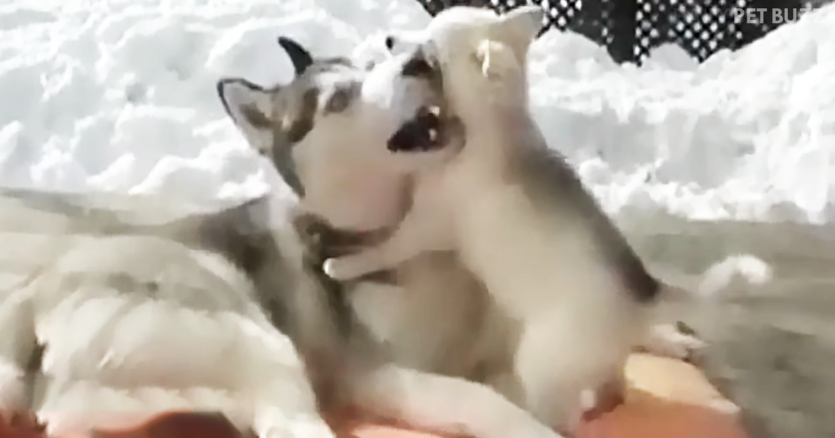 Playful Husky And Mom Playing Together Will Leave You With All The Happy Feels