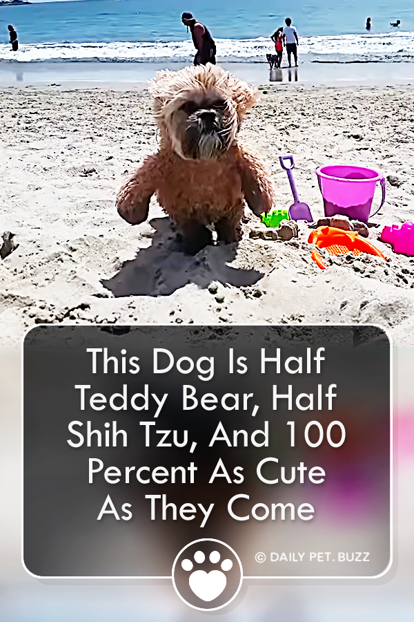 This Dog Is Half Teddy Bear, Half Shih Tzu, And 100 Percent As Cute As They Come
