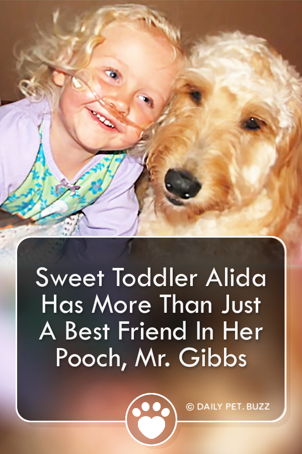 Sweet Toddler Alida Has More Than Just A Best Friend In Her Pooch, Mr. Gibbs