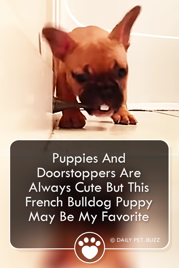 Puppies And Doorstoppers Are Always Cute But This French Bulldog Puppy May Be My Favorite