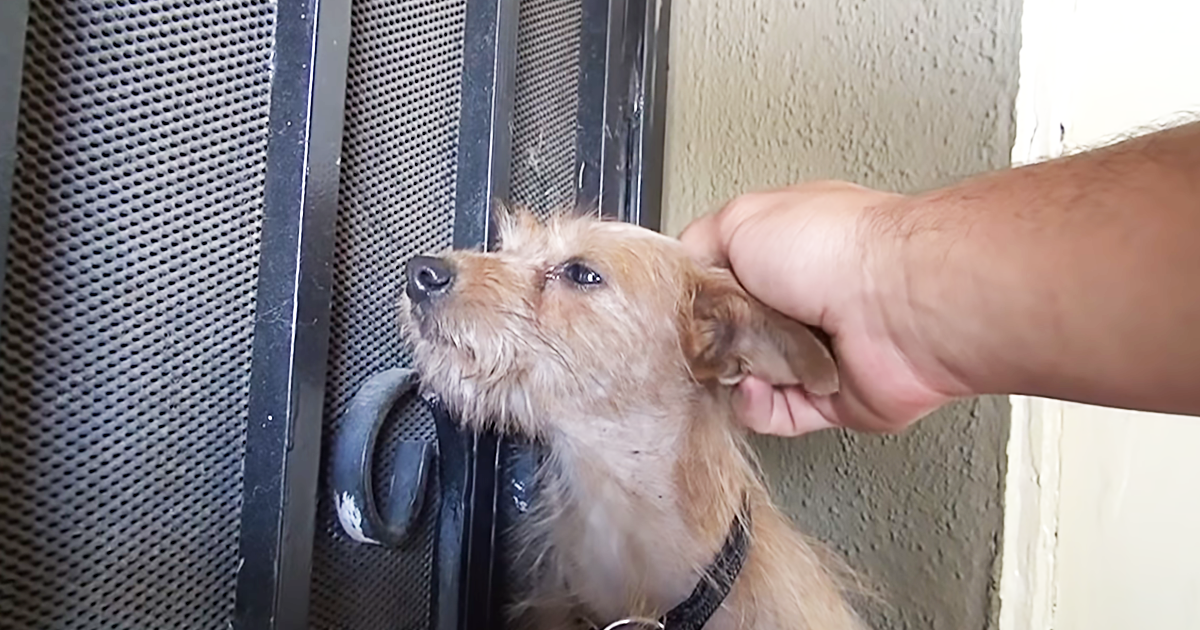 Hope For Paws Were Just The Right Group To Help Save This Terrified Pooch