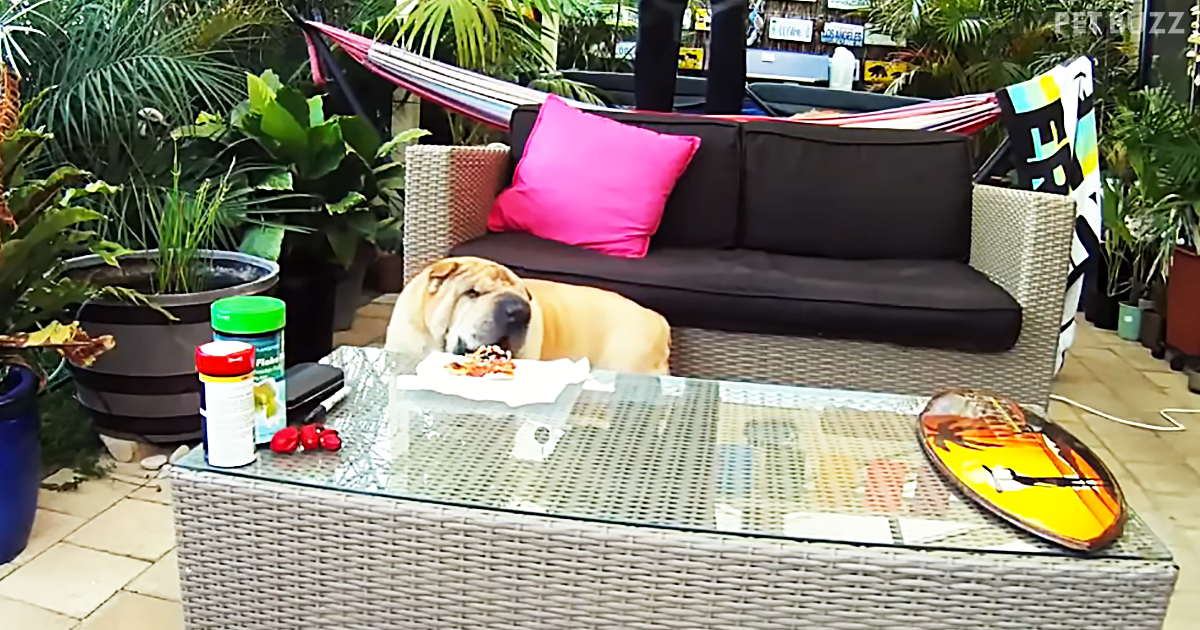 This Compilation Has Some Serious Pizza Thievery By Some Clever Pooches