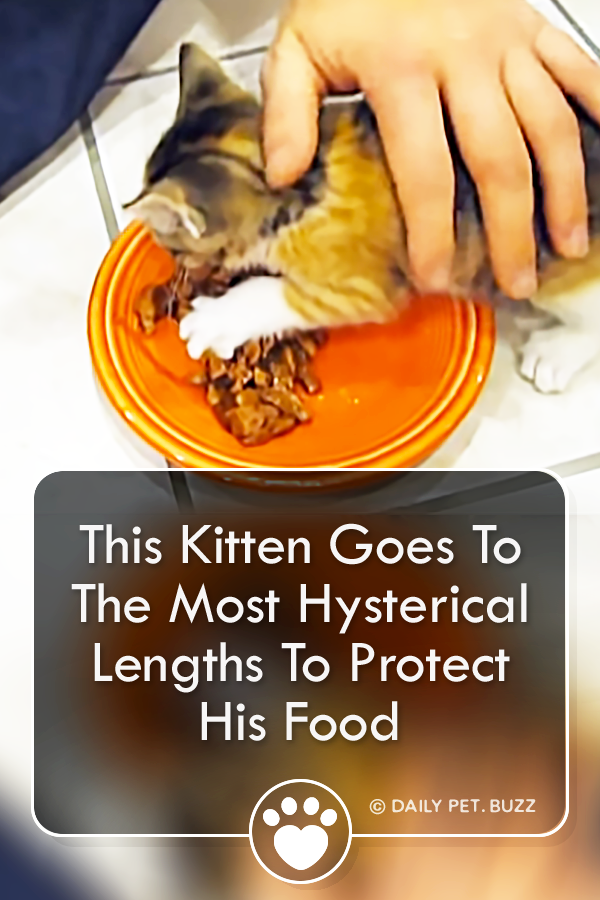 This Kitten Goes To The Most Hysterical Lengths To Protect His Food