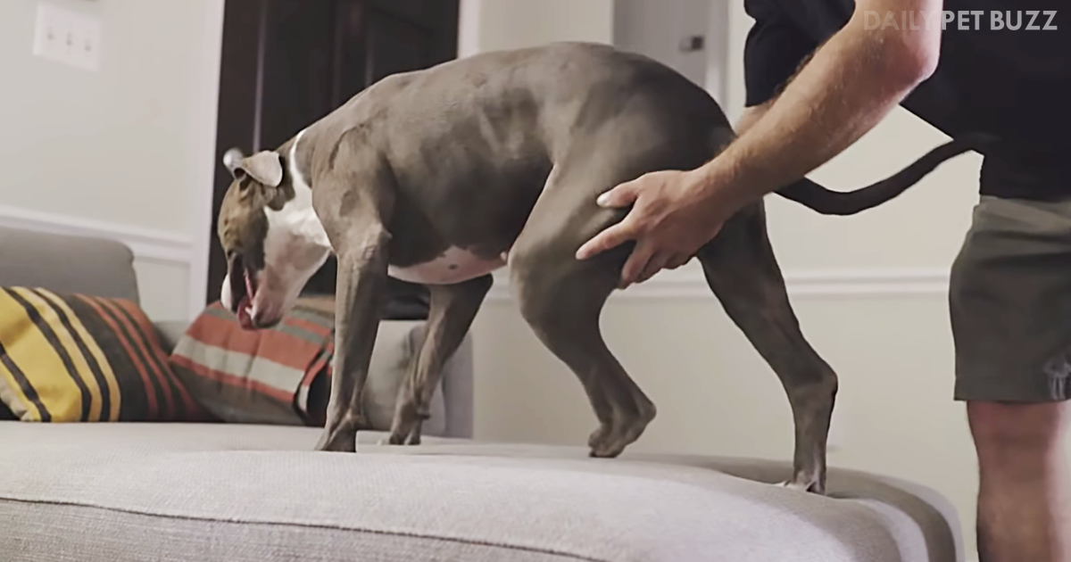 Pitbull Loses Part Of Foot From Tragic Circumstances But Life Takes A Turn When He Gets A Prosthetic