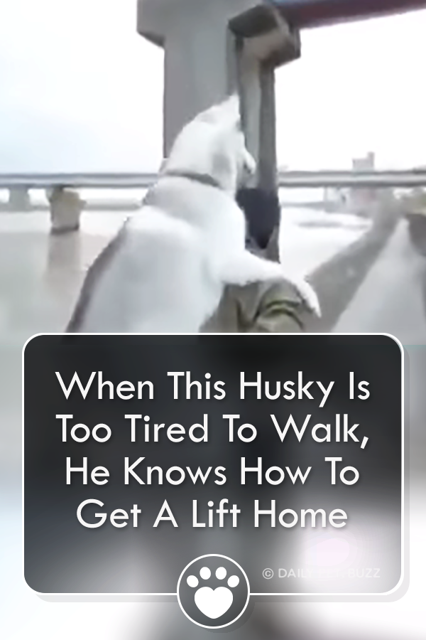 When This Husky Is Too Tired To Walk, He Knows How To Get A Lift Home