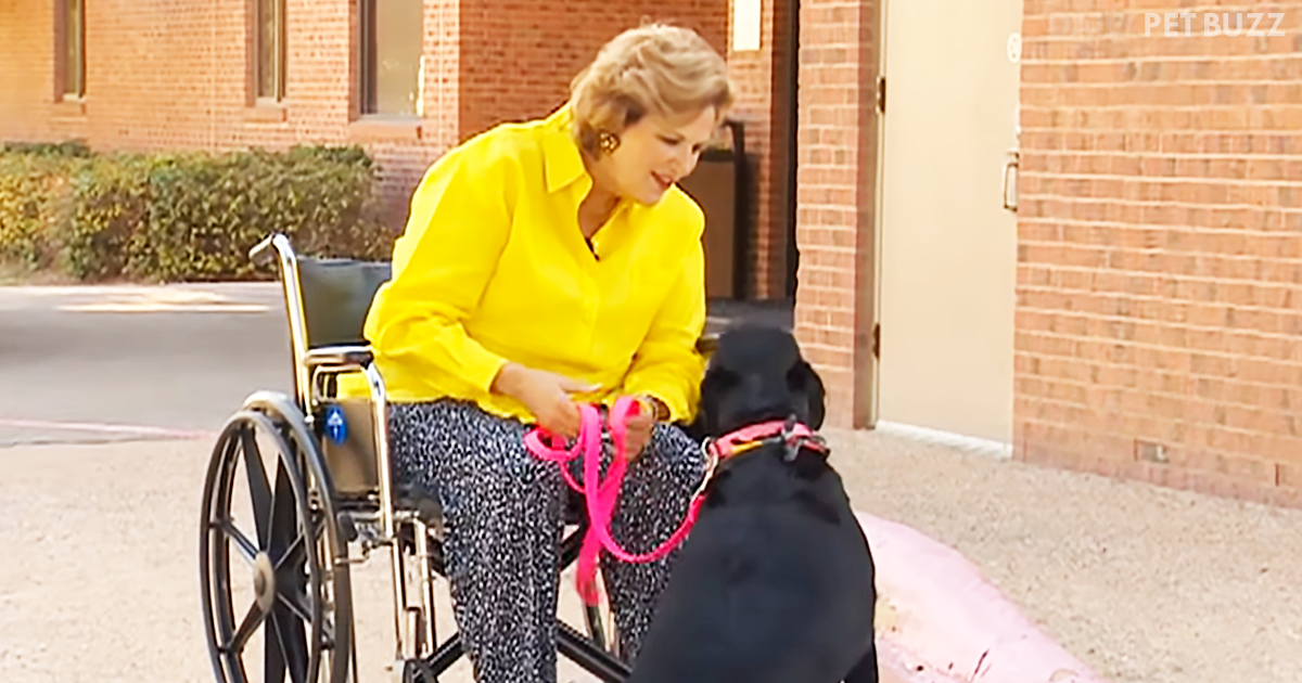 Rescued Black Labrador, Mabel, Returns The Love When She Saves Her Mom After A Fall