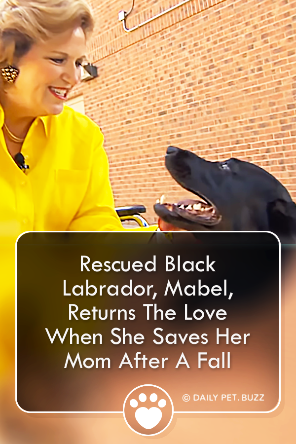 Rescued Black Labrador, Mabel, Returns The Love When She Saves Her Mom After A Fall