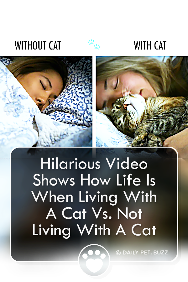 Hilarious Video Shows How Life Is When Living With A Cat Vs. Not Living With A Cat