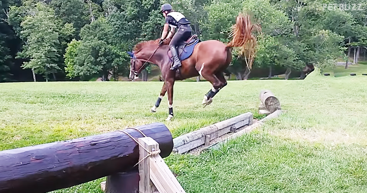 Quirky Horse Has Ridiculously Funny Jump Over Smallest Ditch