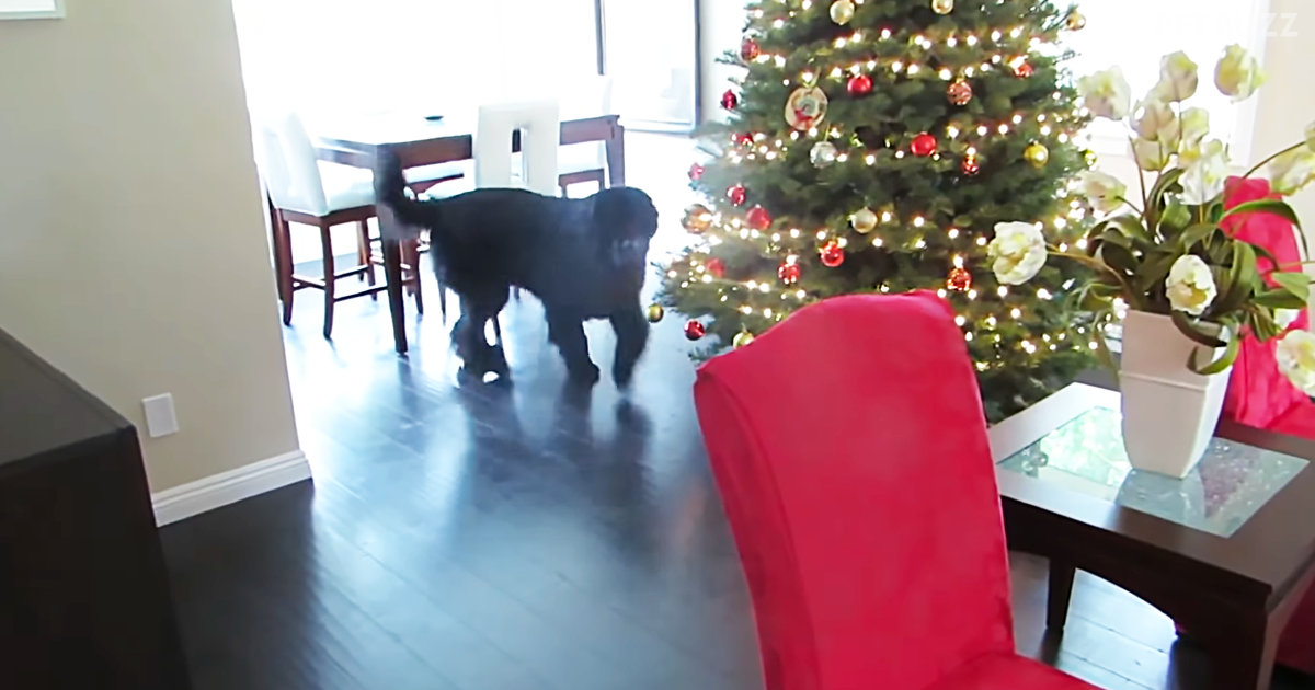 Sadie And Her Newfoundland, Sebastien, Play Another Game Of Hide-And-Seek