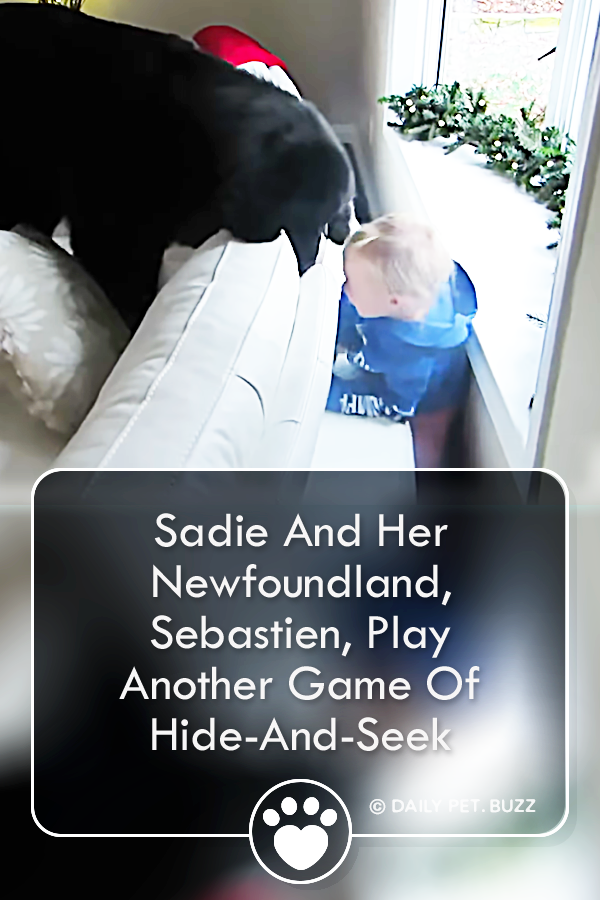 Sadie And Her Newfoundland, Sebastien, Play Another Game Of Hide-And-Seek