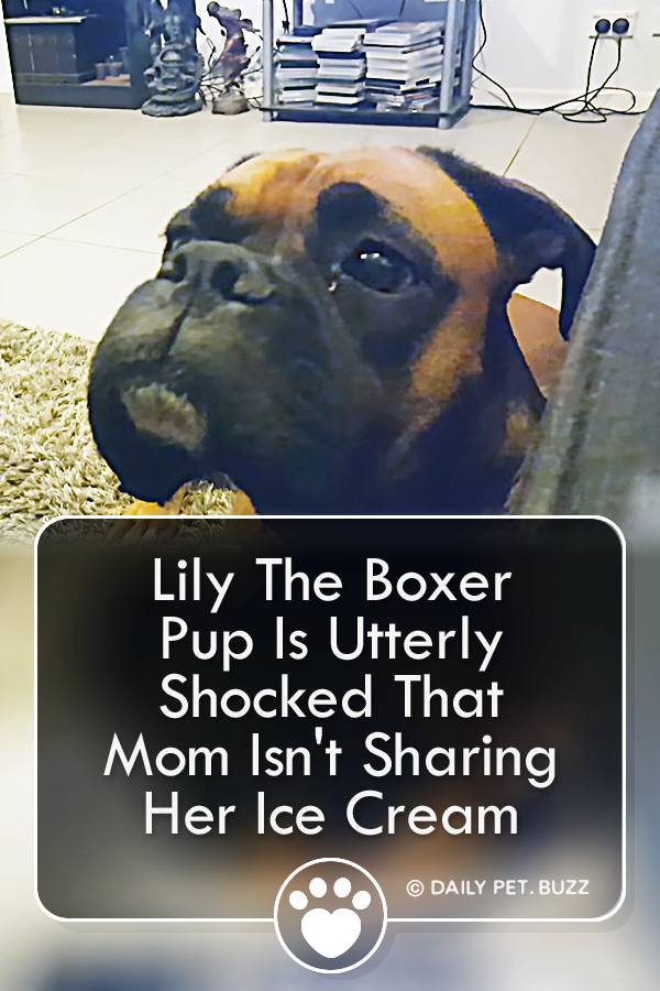 Lily The Boxer Pup Is Utterly Shocked That Mom Isn\'t Sharing Her Ice Cream