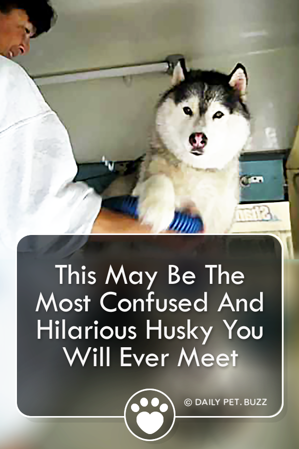This May Be The Most Confused And Hilarious Husky You Will Ever Meet
