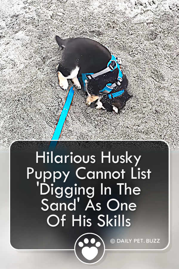 Hilarious Husky Puppy Cannot List \'Digging In The Sand\' As One Of His Skills