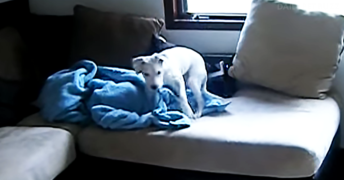 Pitbull Puppy's Tantrum Over Bathtime Will Have You Laughing As Hard As His Dad