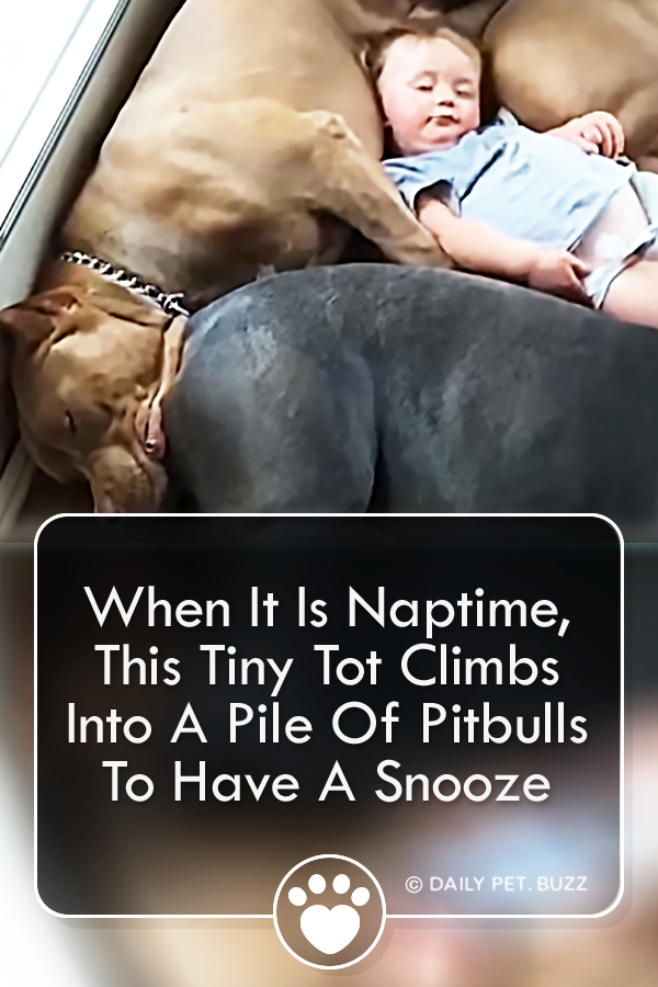 When It Is Naptime, This Tiny Tot Climbs Into A Pile Of Pitbulls To Have A Snooze