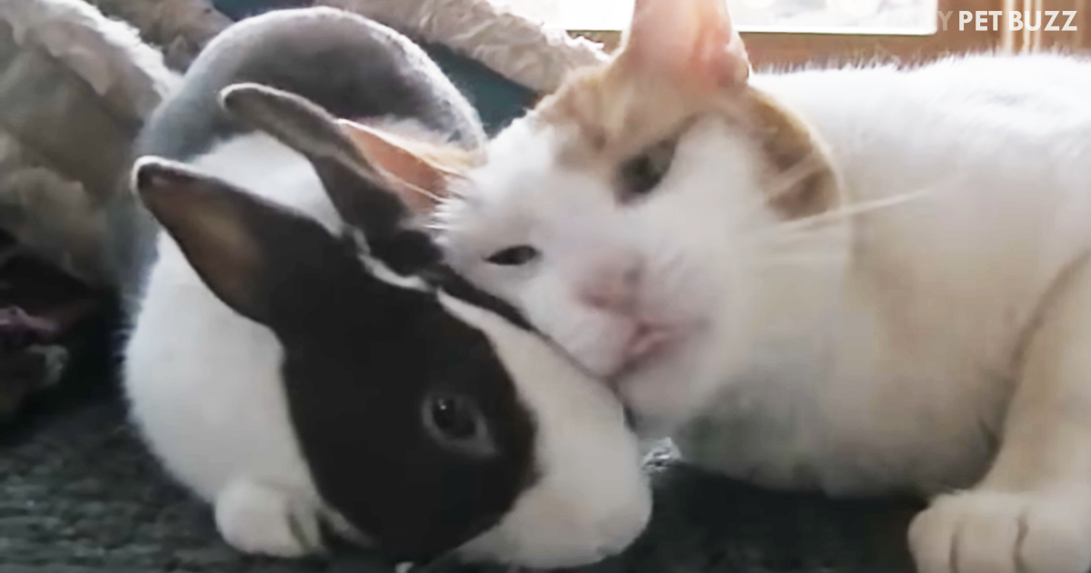 Two Of The Fluffiest Friends Love Having Naptime Together