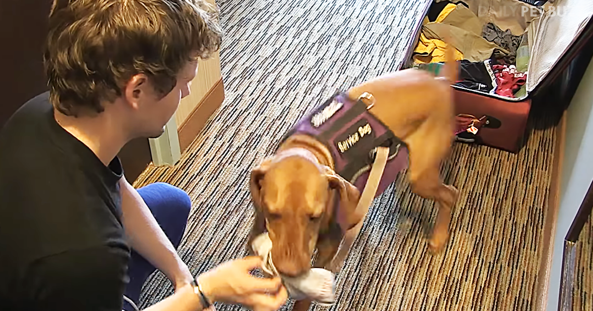 Stella, The Service Dog, Proves She Is Just As Funny As Her Comedian Dad