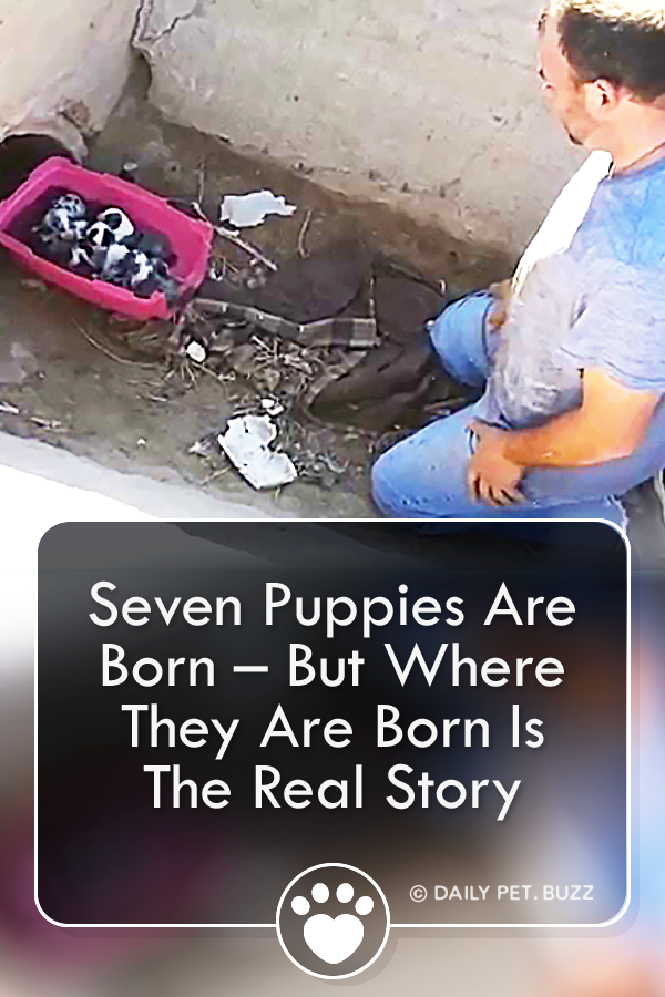 Seven Puppies Are Born – But Where They Are Born Is The Real Story
