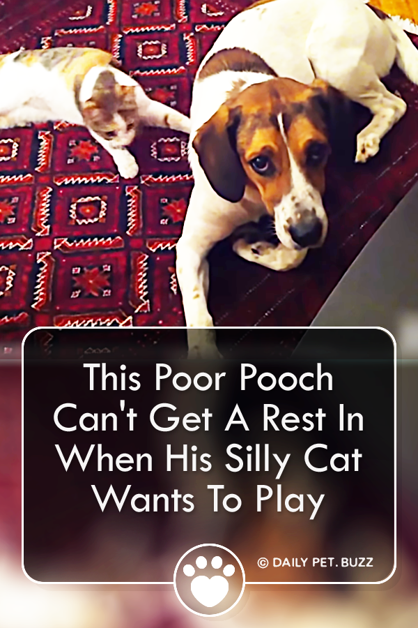 This Poor Pooch Can\'t Get A Rest In When His Silly Cat Wants To Play