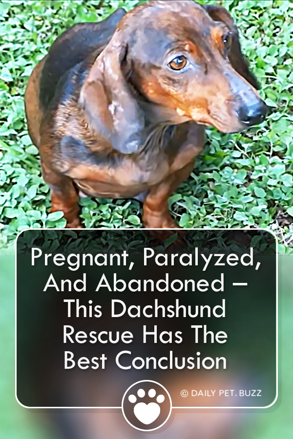 Pregnant, Paralyzed, And Abandoned – This Dachshund Rescue Has The Best Conclusion