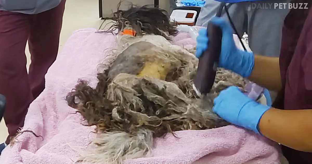 Tangled Mess Of A Pooch Gets Groomed And All I Can Say Is 'Wow'