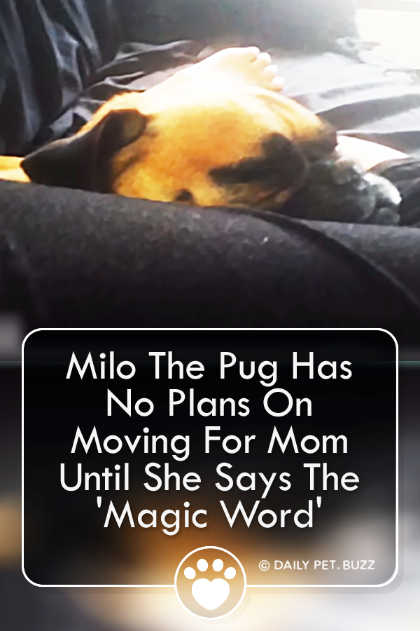Milo The Pug Has No Plans On Moving For Mom Until She Says The \'Magic Word\'