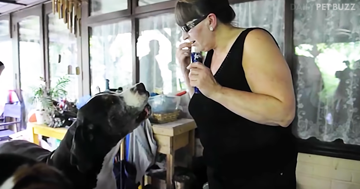 When They Named Their Adopted Pup Yogi, They Didn't Expect Him To Grow Into The Size Of A Bear