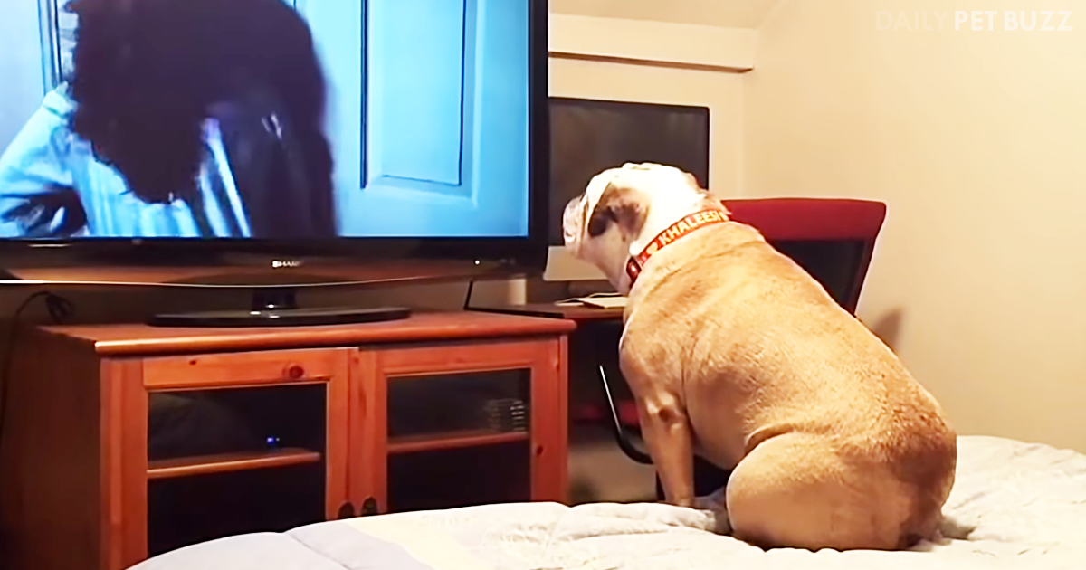 Khaleesi The Bulldog Tries To Warn The Kids On TV That Something Bad Is Coming