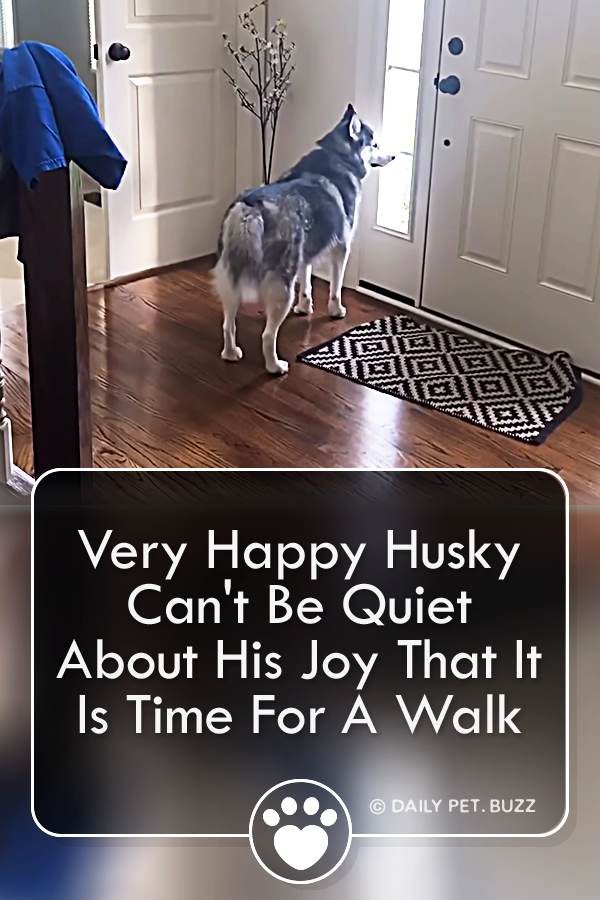 Very Happy Husky Can\'t Be Quiet About His Joy That It Is Time For A Walk