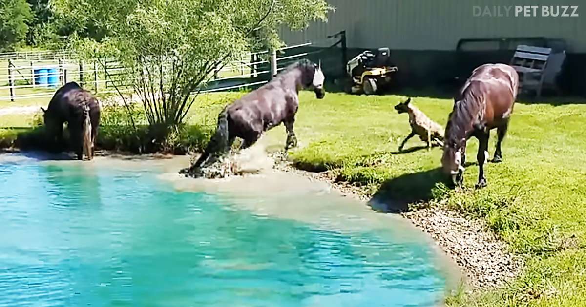 Great Danes Seem Entranced Watching Some Stunning Horses Splash In The