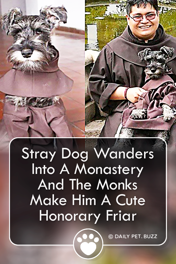 Stray Dog Wanders Into A Monastery And The Monks Make Him A Cute Honorary Friar
