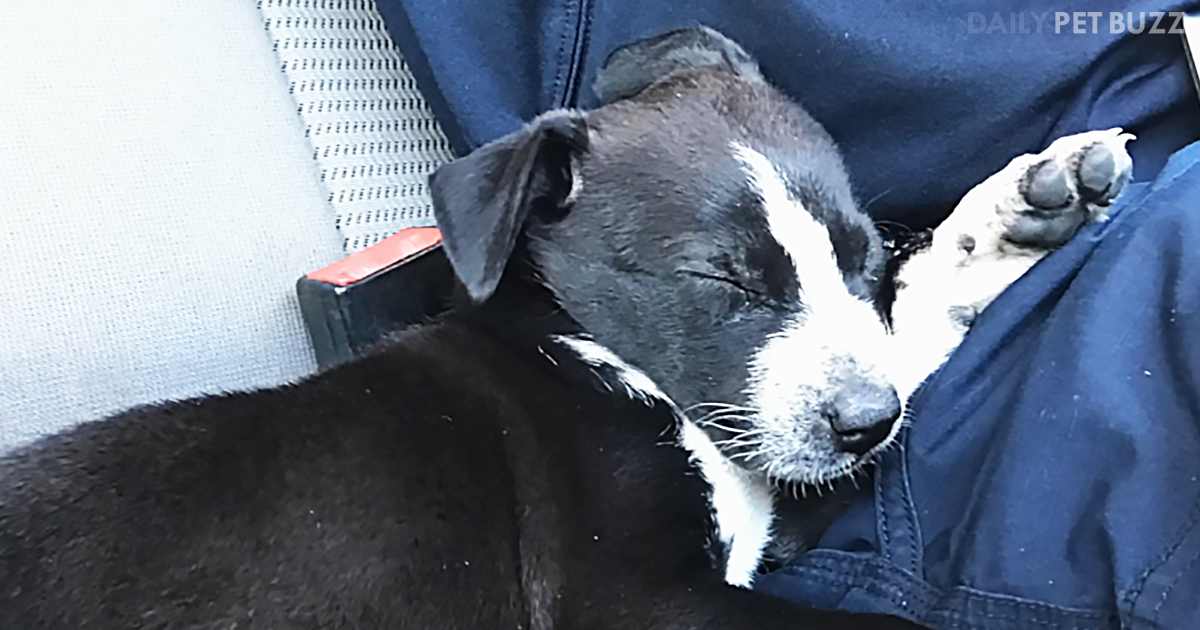 Police Officers Rescue Dog From Hot Car In Nick Of Time