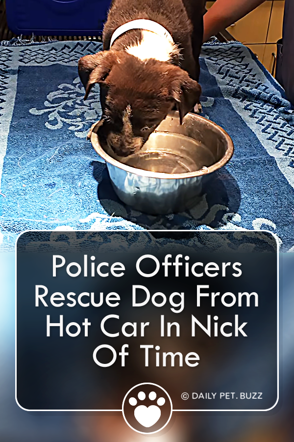 Police Officers Rescue Dog From Hot Car In Nick Of Time