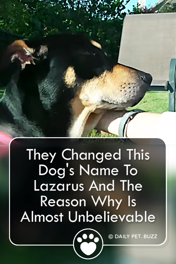 They Changed This Dog\'s Name To Lazarus And The Reason Why Is Almost Unbelievable
