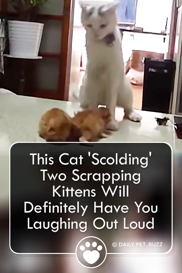 This Cat \'Scolding\' Two Scrapping Kittens Will Definitely Have You Laughing Out Loud