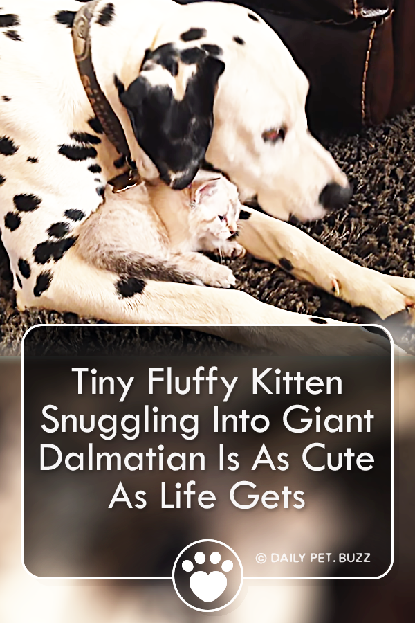 Tiny Fluffy Kitten Snuggling Into Giant Dalmatian Is As Cute As Life Gets