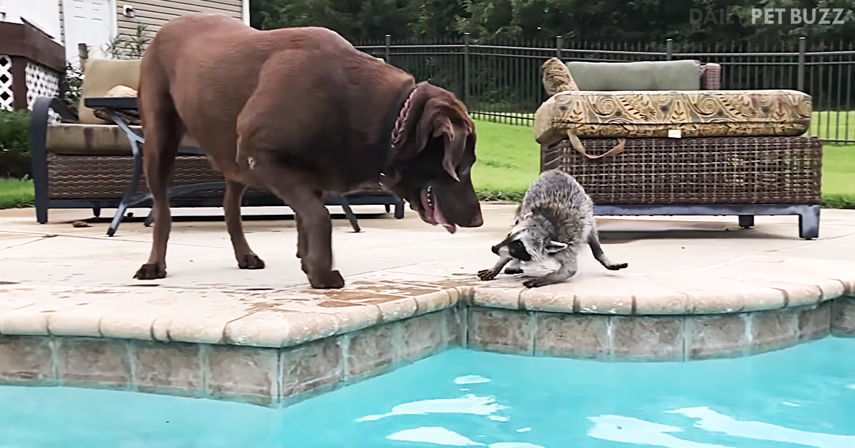 Raccoon And Chocolate Labrador Have So Much Fun Playing In The Pool Together