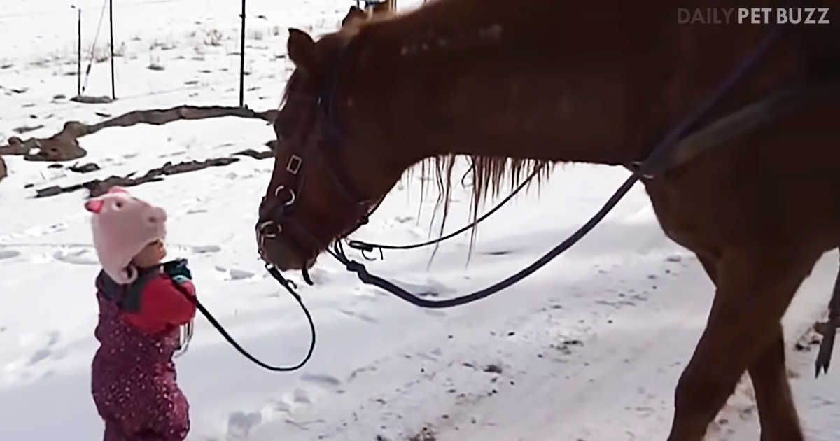 Cutest Toddler Can Barely Hold The Reins For The Giant Horse She Is Walking Down The Lane