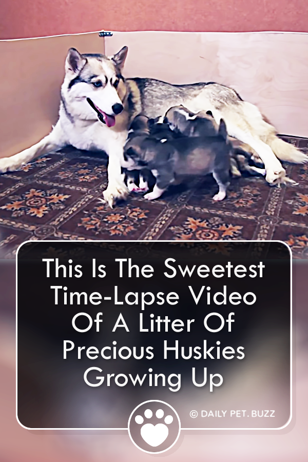 This Is The Sweetest Time-Lapse Video Of A Litter Of Precious Huskies Growing Up