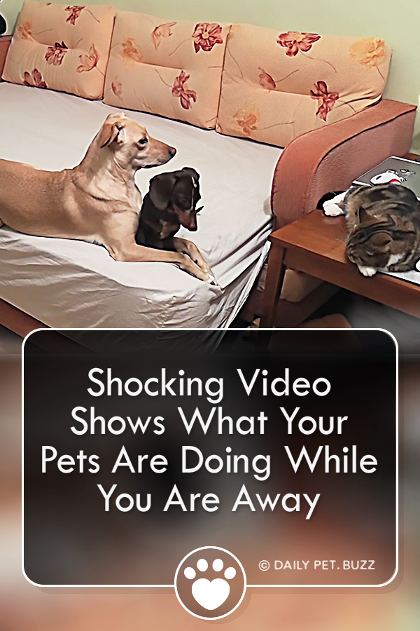Shocking Video Shows What Your Pets Are Doing While You Are Away