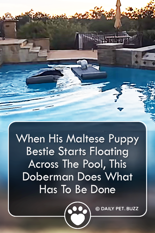 When His Maltese Puppy Bestie Starts Floating Across The Pool, This Doberman Does What Has To Be Done