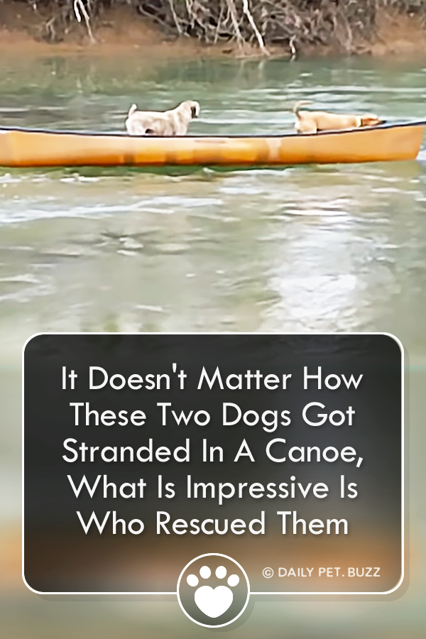 It Doesn\'t Matter How These Two Dogs Got Stranded In A Canoe, What Is Impressive Is Who Rescued Them