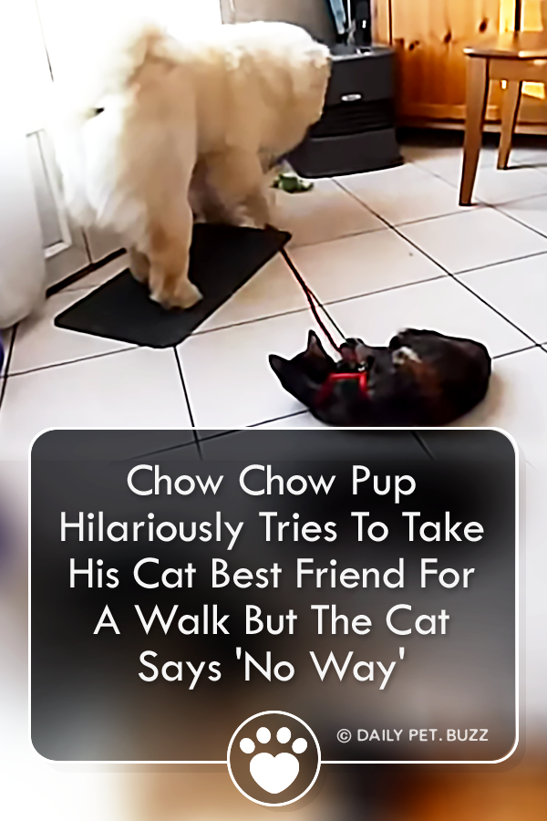 Chow Chow Pup Hilariously Tries To Take His Cat Best Friend For A Walk But The Cat Says \'No Way\'