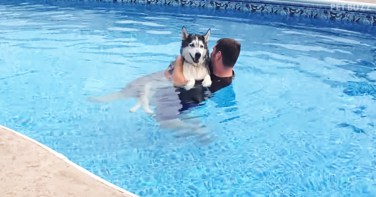 This Man Helps His Ailing Husky By Swimming With Him Daily In The Pool