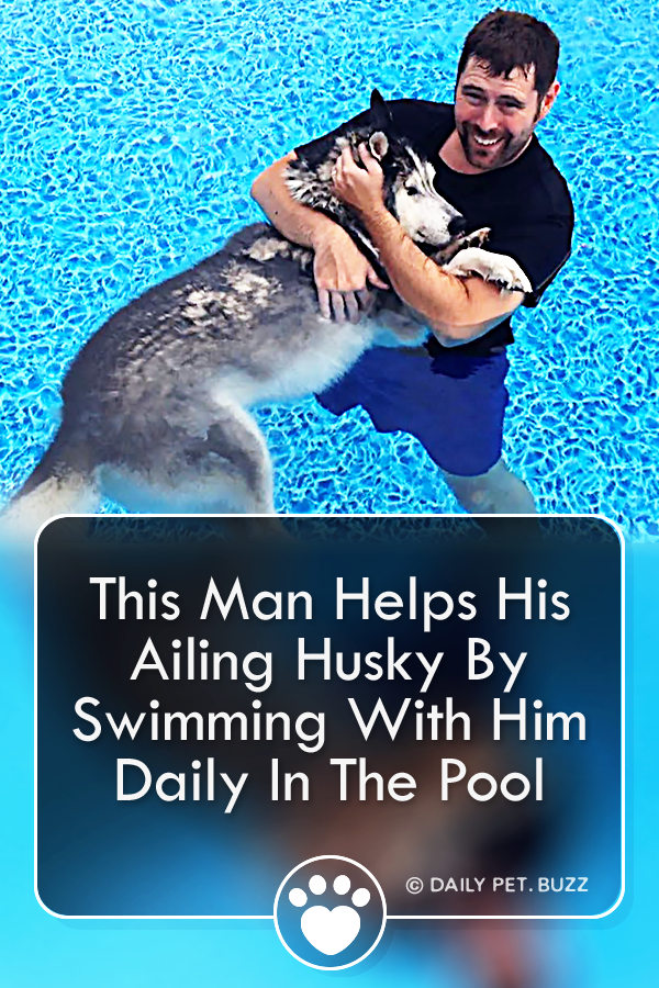 This Man Helps His Ailing Husky By Swimming With Him Daily In The Pool