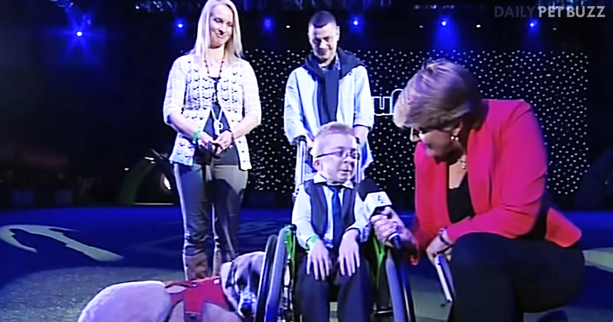 This Is A Touching Story Of A Disabled Boy And His Three-Legged Dog Who Are The Best Of Friends