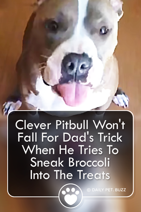 Clever Pitbull Won\'t Fall For Dad\'s Trick When He Tries To Sneak Broccoli Into The Treats
