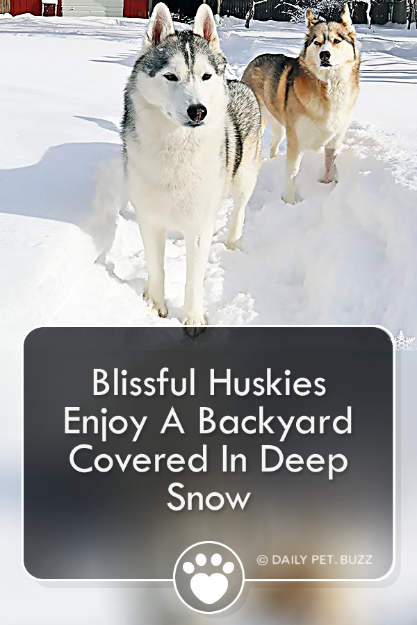 Husky Playing in Snow ! Huskies in DEEP Snow